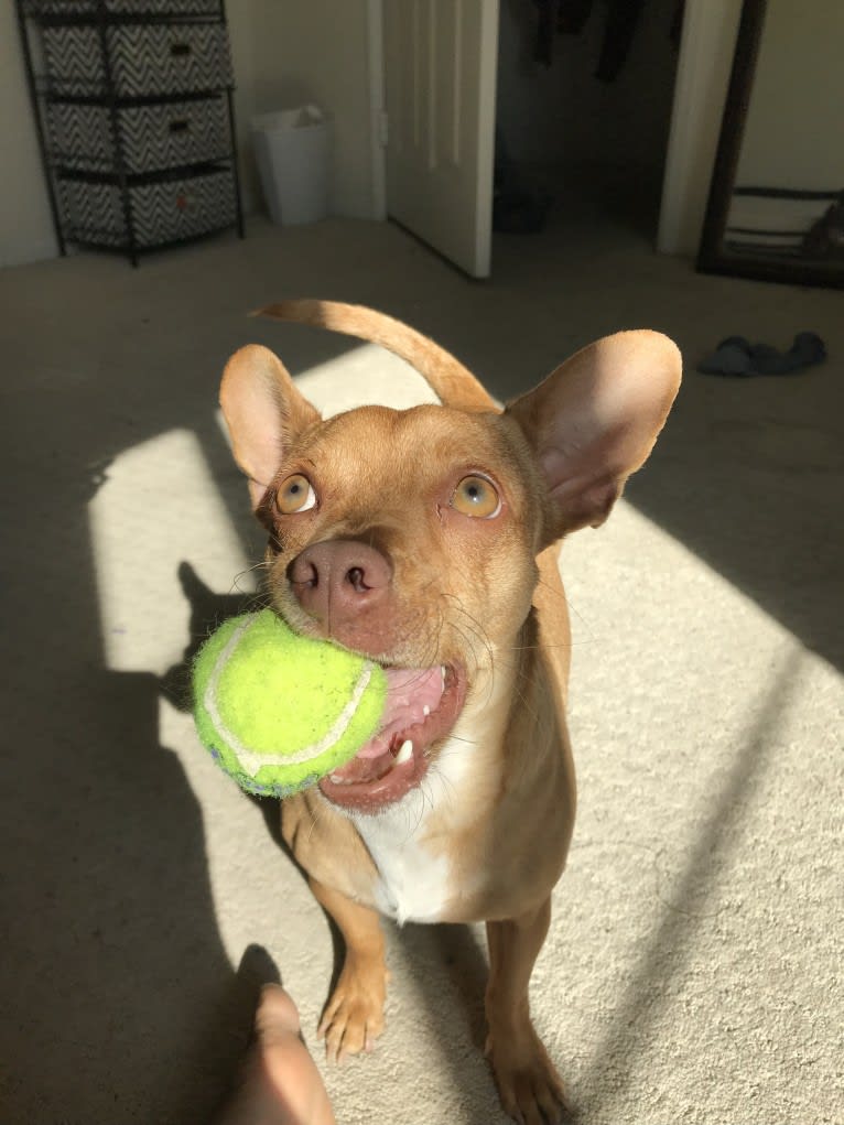 Arturo, a Chihuahua and Rat Terrier mix tested with EmbarkVet.com