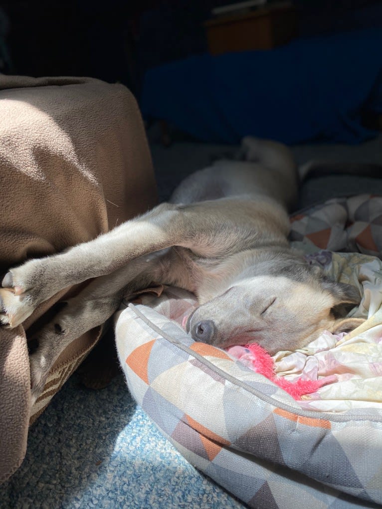 Acrux a dog tested with EmbarkVet.com