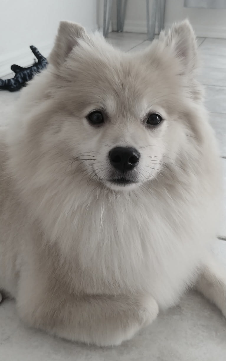 Yogi, a Pomeranian tested with EmbarkVet.com