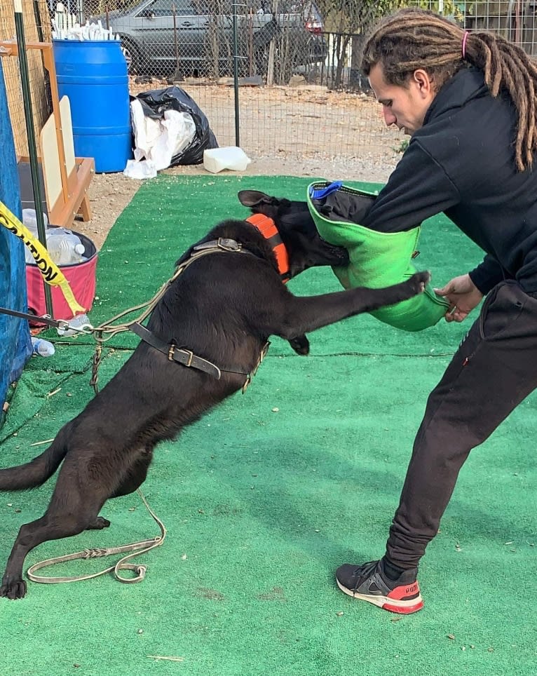 Reaper, a Belgian Shepherd tested with EmbarkVet.com