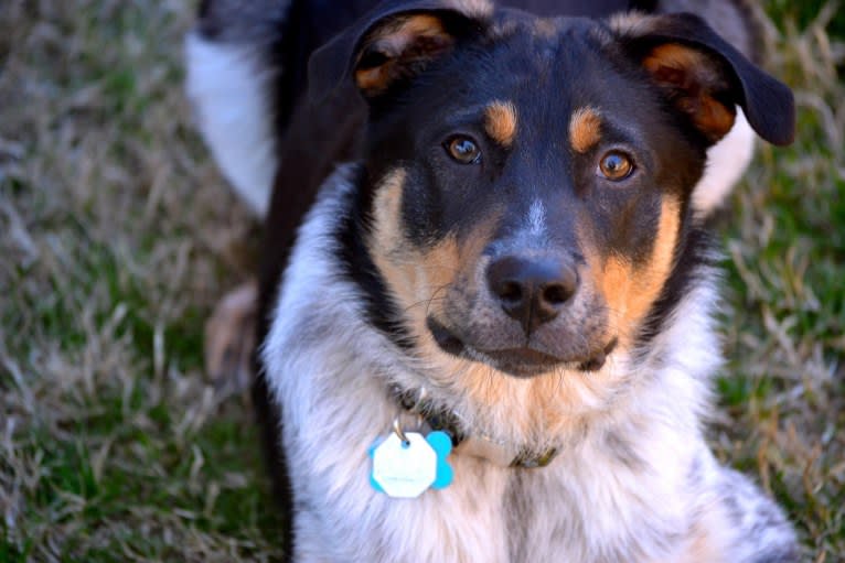 Aspen, an Australian Cattle Dog and Chow Chow mix tested with EmbarkVet.com