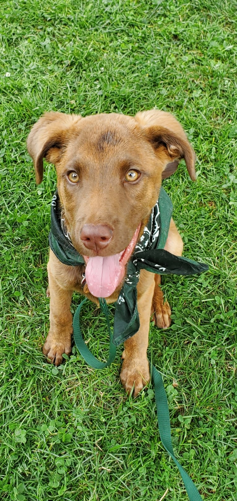 Frankie, an Australian Cattle Dog and Labrador Retriever mix tested with EmbarkVet.com