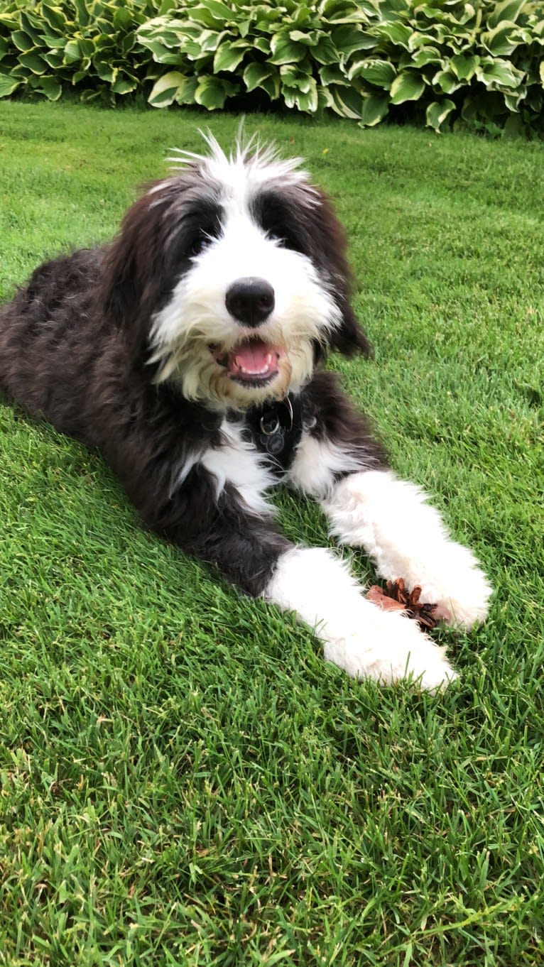 Cokie, a Bernese Mountain Dog and Old English Sheepdog mix tested with EmbarkVet.com