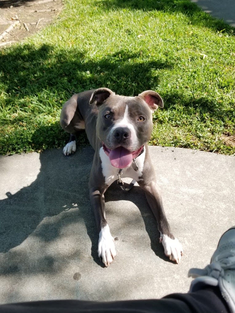 MaSiWei, an American Bully tested with EmbarkVet.com