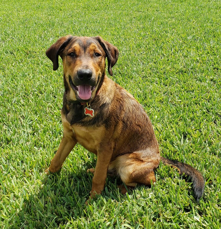 Clyde, an American Pit Bull Terrier and Rottweiler mix tested with EmbarkVet.com