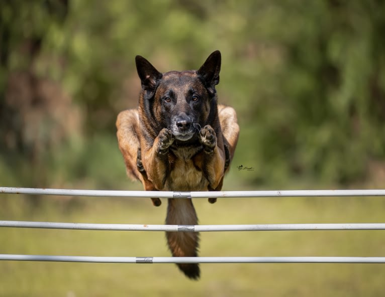 MATTES, a Belgian Shepherd tested with EmbarkVet.com