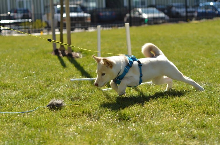 Kibou, a Shiba Inu tested with EmbarkVet.com