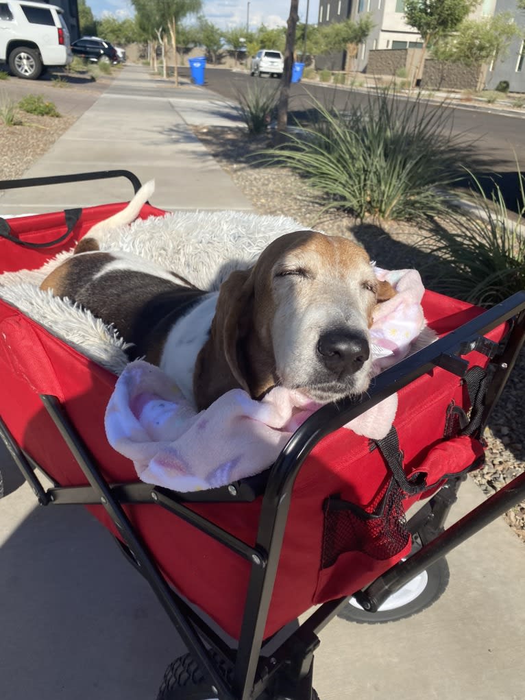 Dutchess Harper Britney Ruby Angela Basset, a Basset Hound tested with EmbarkVet.com