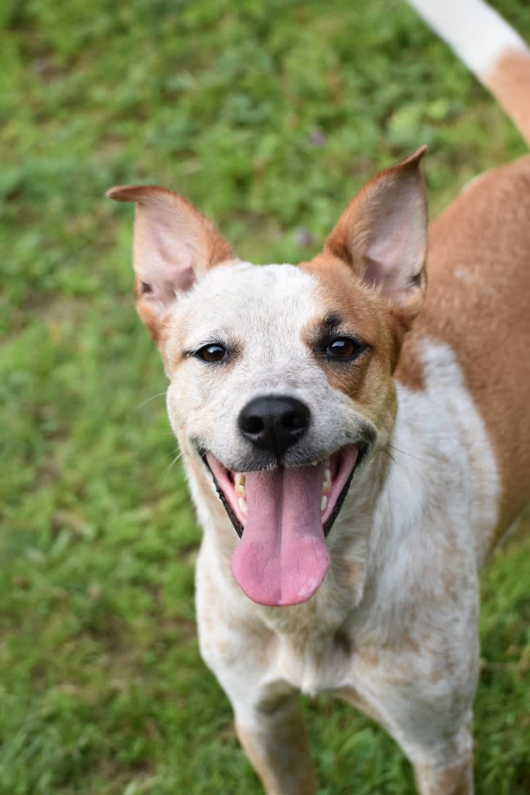 Ruby, an Australian Cattle Dog and German Shepherd Dog mix tested with EmbarkVet.com