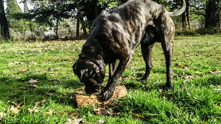 Trigger, a Mastiff and Cane Corso mix tested with EmbarkVet.com