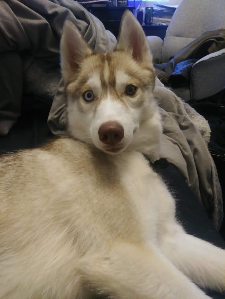 Freyja, a Siberian Husky tested with EmbarkVet.com