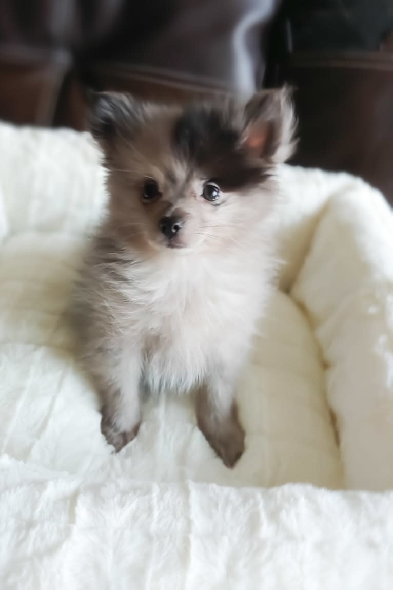 Mara, a Pomeranian tested with EmbarkVet.com