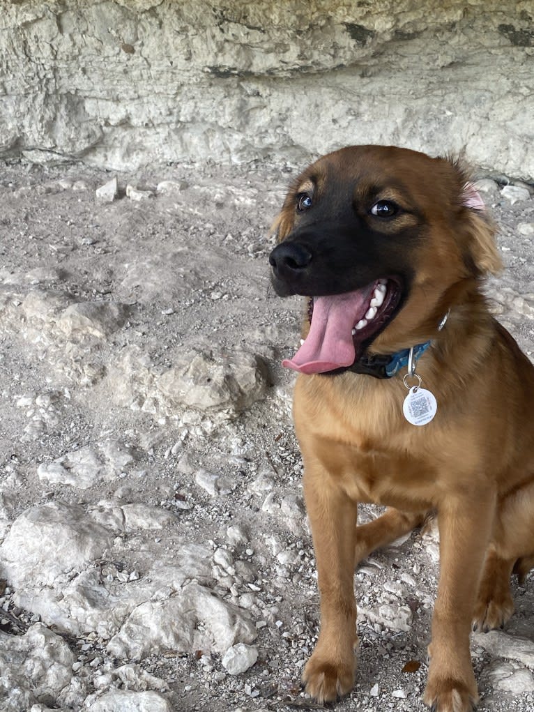 Koda, an American Pit Bull Terrier and Pomeranian mix tested with EmbarkVet.com