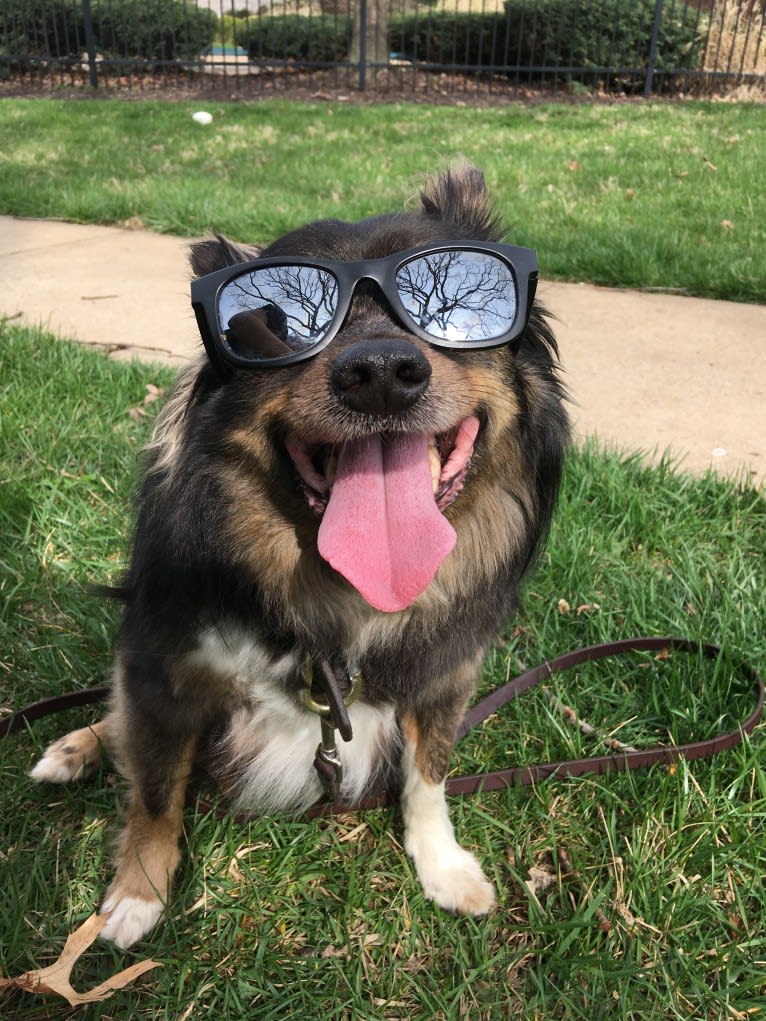 Yowie, an American Eskimo Dog and Chihuahua mix tested with EmbarkVet.com