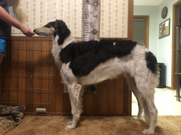 Lyra, a Borzoi tested with EmbarkVet.com