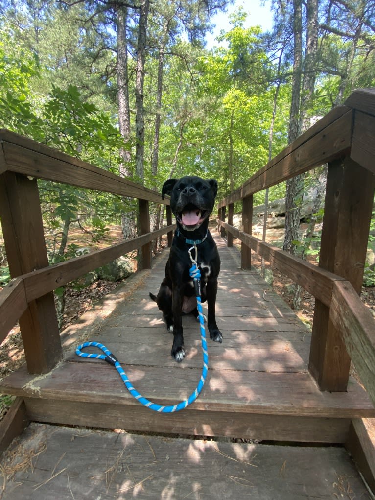 Zhala, a Cane Corso and American Pit Bull Terrier mix tested with EmbarkVet.com