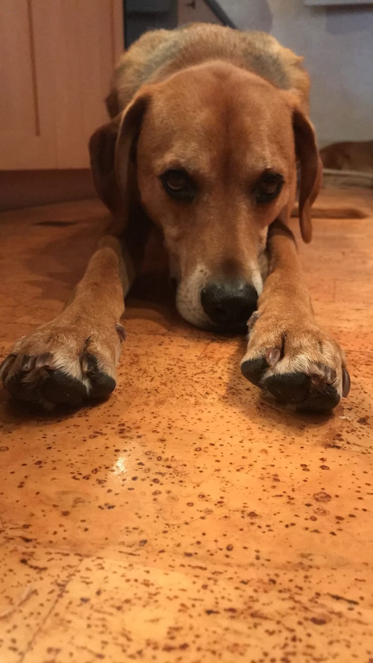 Charlie, an American Foxhound and Mountain Cur mix tested with EmbarkVet.com