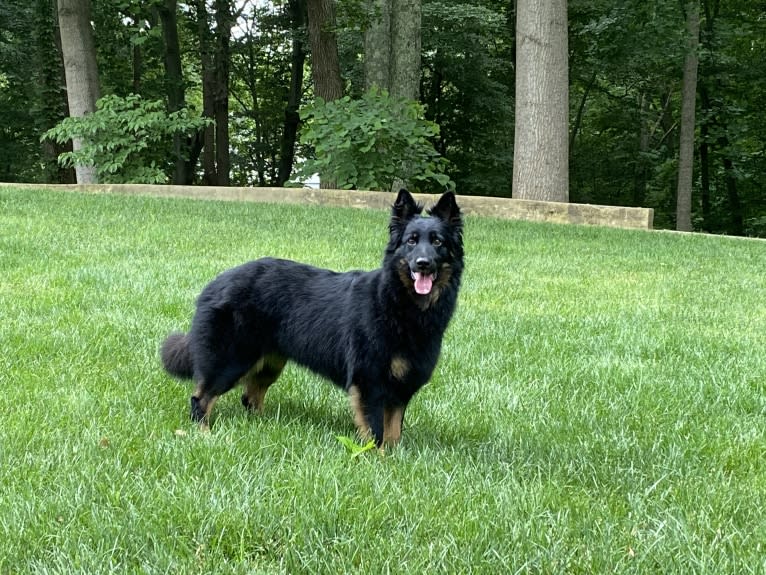 Lilo, a Bohemian Shepherd tested with EmbarkVet.com