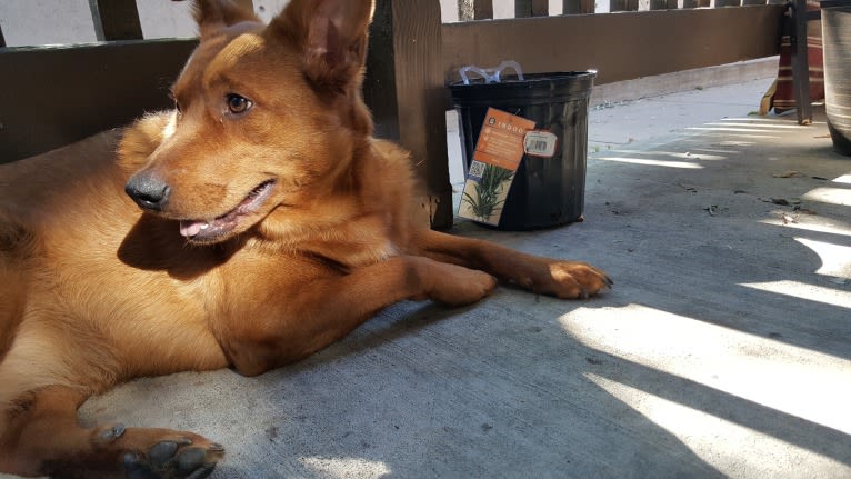 Brownie, an Australian Shepherd and Border Collie mix tested with EmbarkVet.com