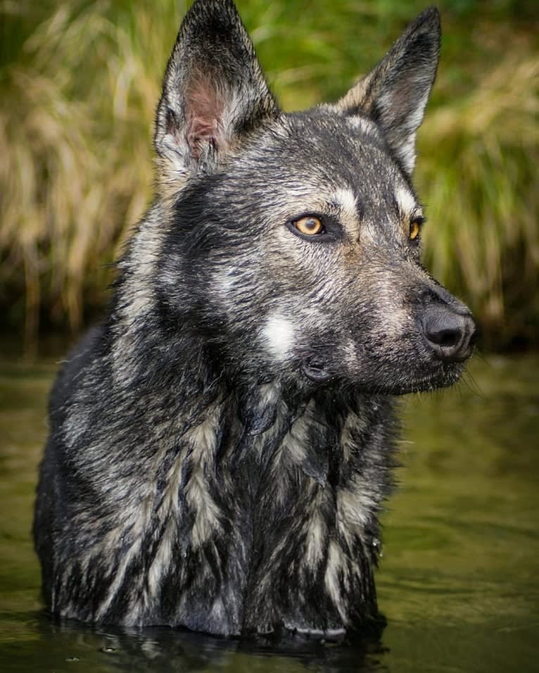 Bran, a German Shepherd Dog and Saarloos Wolfdog mix tested with EmbarkVet.com