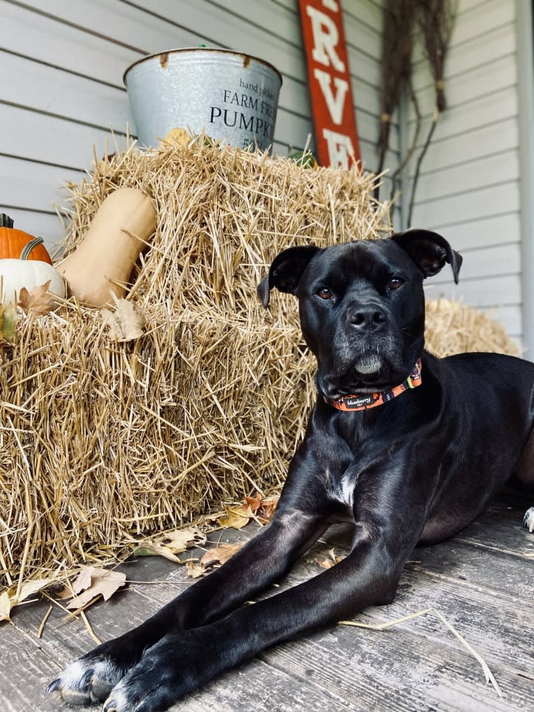 Zhala, a Cane Corso and American Pit Bull Terrier mix tested with EmbarkVet.com