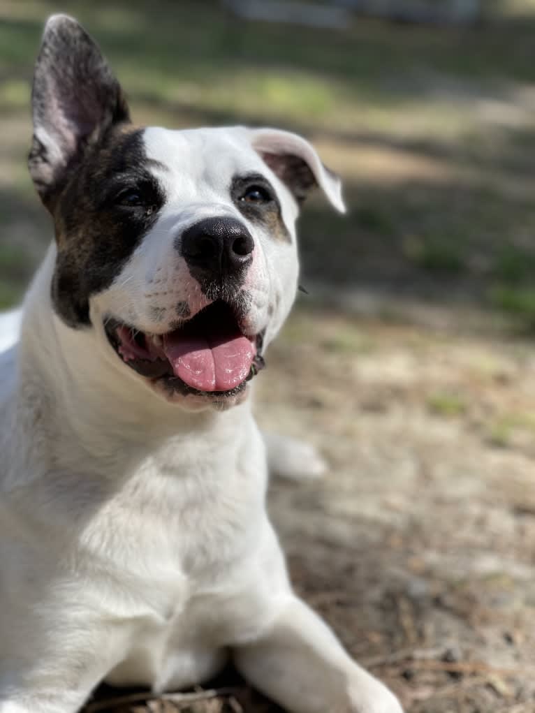 River, an American Pit Bull Terrier and Australian Cattle Dog mix tested with EmbarkVet.com