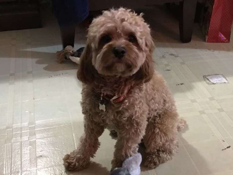 Keeper, a Cavapoo tested with EmbarkVet.com