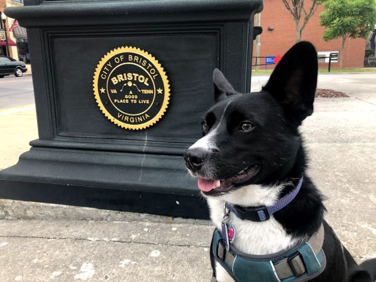 Newt, an Australian Cattle Dog and Border Collie mix tested with EmbarkVet.com