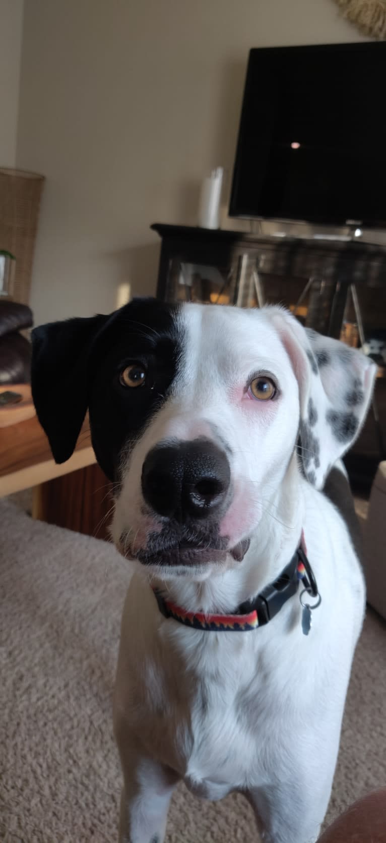 Chance, a German Shorthaired Pointer and Border Collie mix tested with EmbarkVet.com