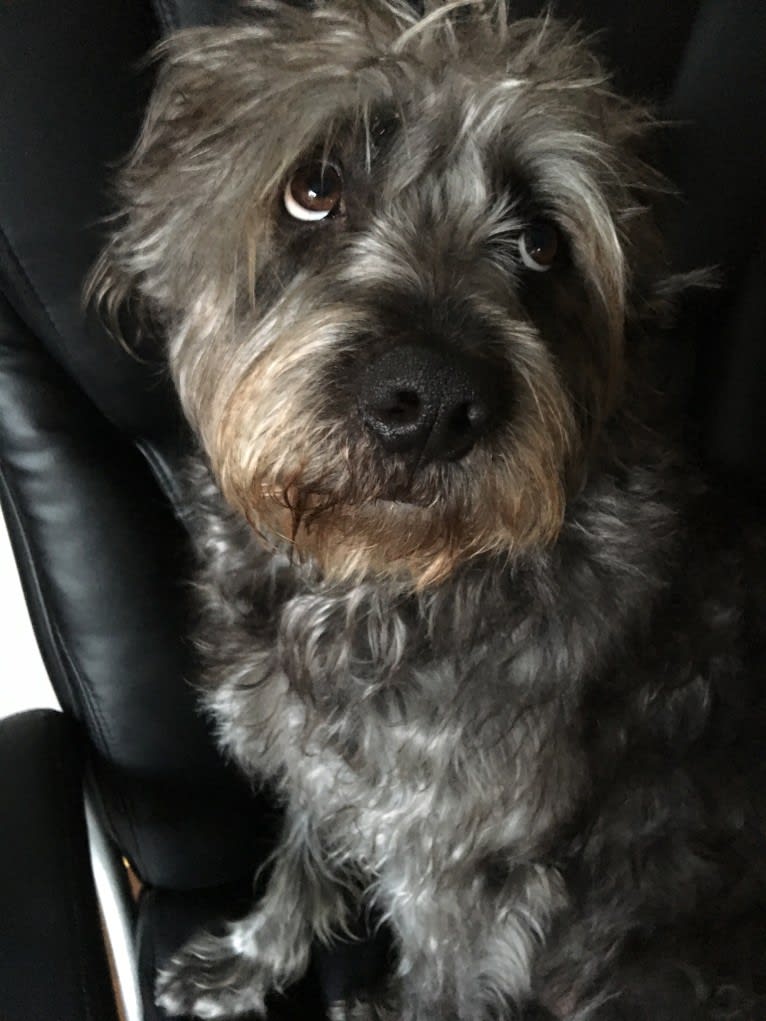 Garbage Bin, a Miniature Schnauzer and Australian Shepherd mix tested with EmbarkVet.com