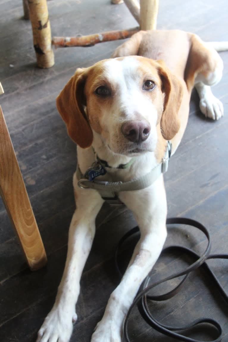 Lizzie, an American Foxhound tested with EmbarkVet.com