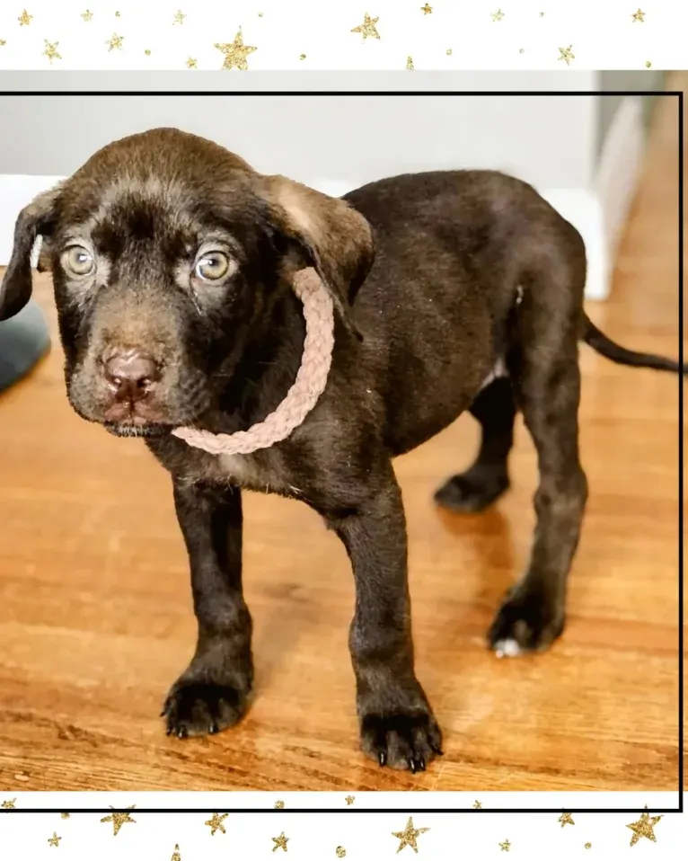 Cedar, a Neapolitan Mastiff and Cane Corso mix tested with EmbarkVet.com