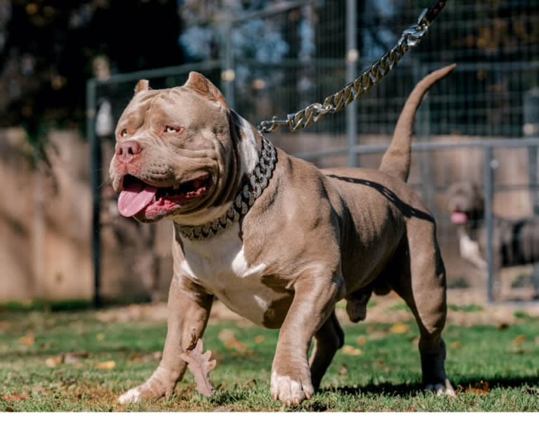 Forbes, an American Bully tested with EmbarkVet.com