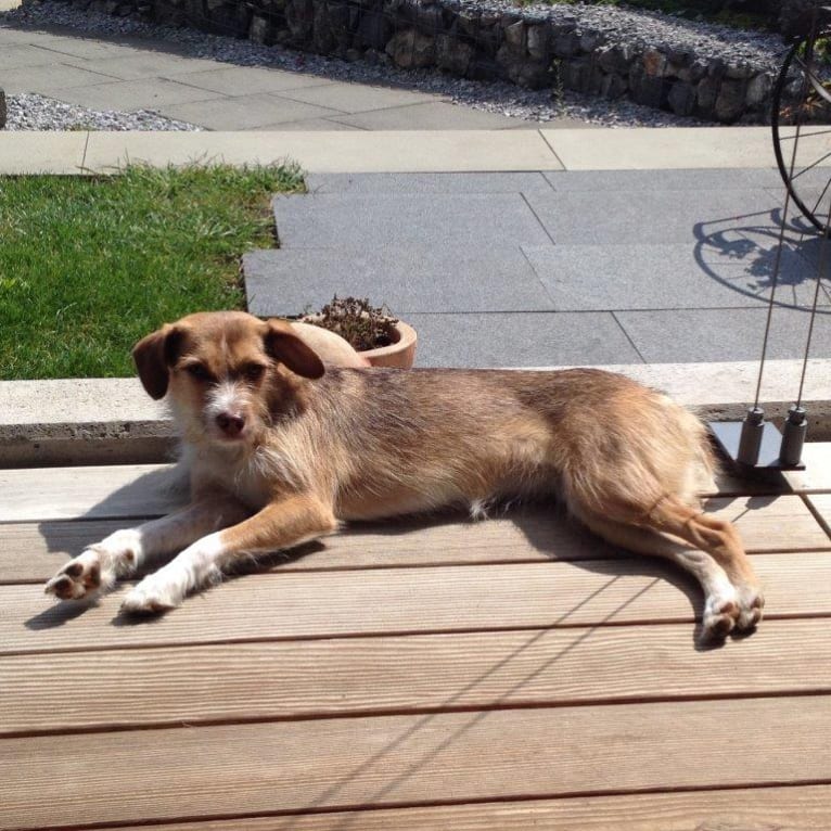 Tana, an European Village Dog tested with EmbarkVet.com