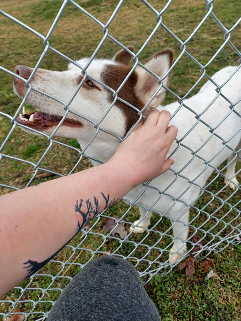 Kyah, a Siberian Husky tested with EmbarkVet.com