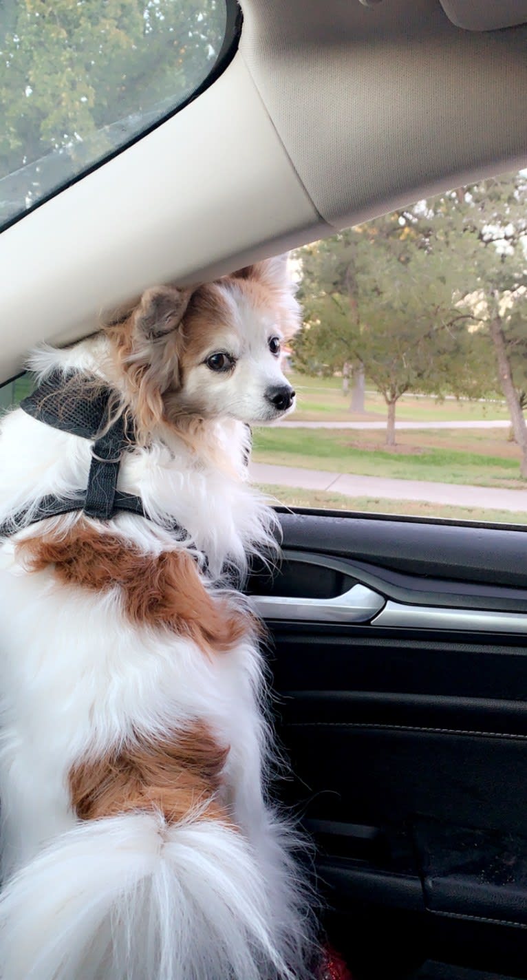 Ziggy, a Papillon and Maltese mix tested with EmbarkVet.com