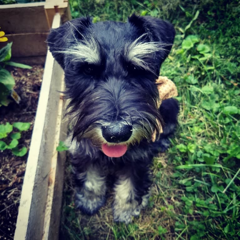 Thatcher, a Miniature Schnauzer tested with EmbarkVet.com