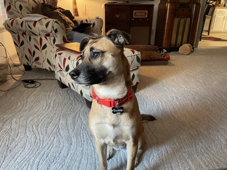 Susie, a Labrador Retriever and Chihuahua mix tested with EmbarkVet.com