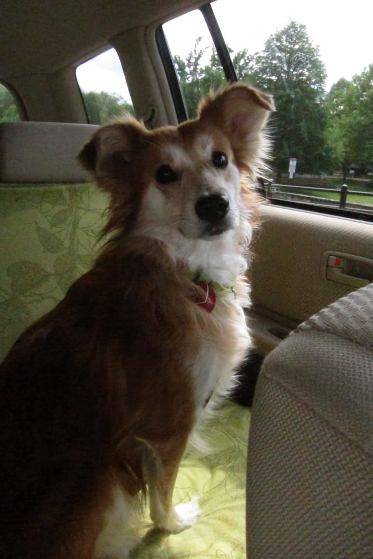 Kaylee, a Labrador Retriever and Samoyed mix tested with EmbarkVet.com