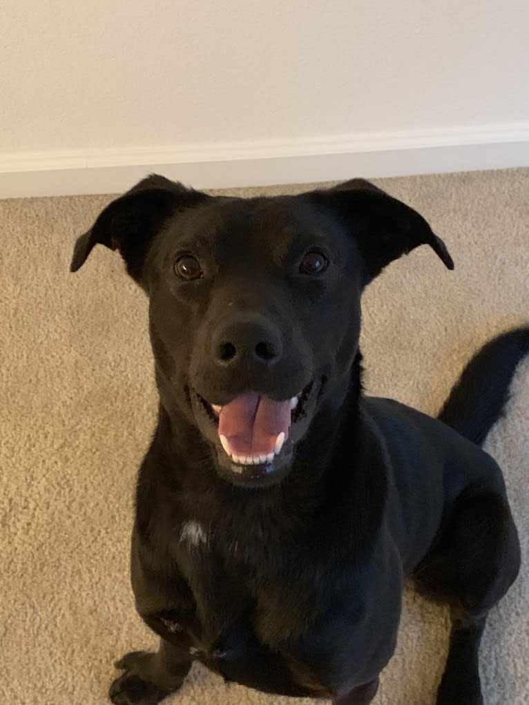 Charles Rutherford Declaw, a Labrador Retriever and Chesapeake Bay Retriever mix tested with EmbarkVet.com