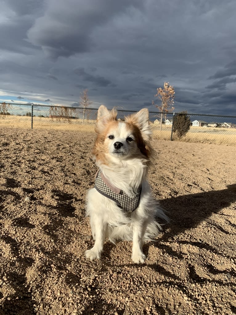 Ziggy, a Papillon and Maltese mix tested with EmbarkVet.com