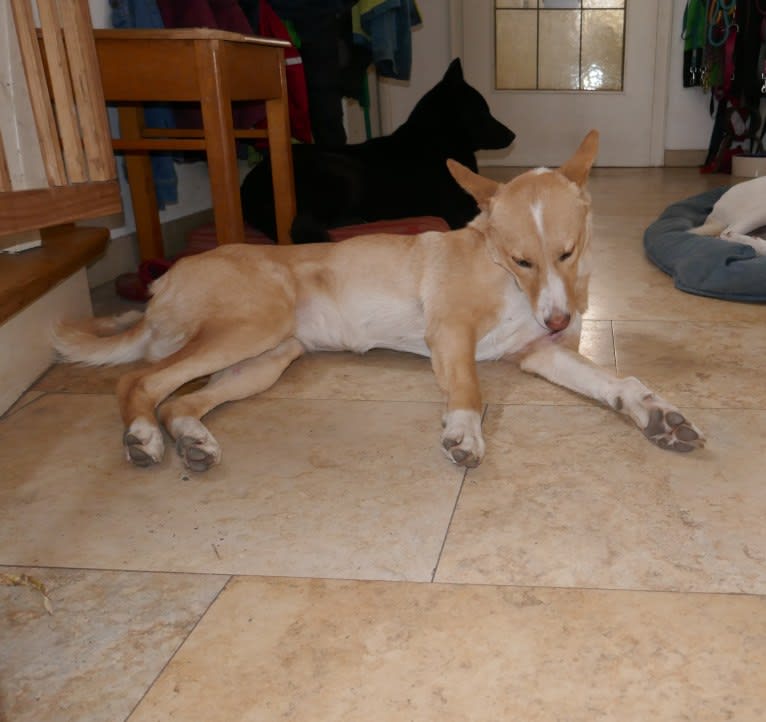 Abbie, a Canaan Dog tested with EmbarkVet.com