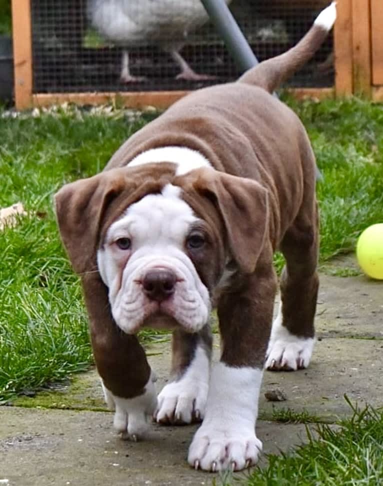 Maverick, an Alapaha Blue Blood Bulldog tested with EmbarkVet.com