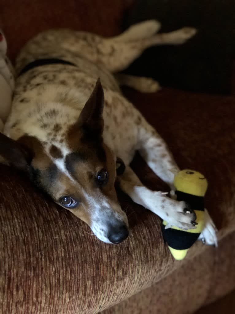 Sadie, an Australian Cattle Dog and Border Collie mix tested with EmbarkVet.com