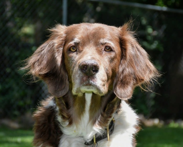 Paxson, a Drentsche Patrijshond tested with EmbarkVet.com