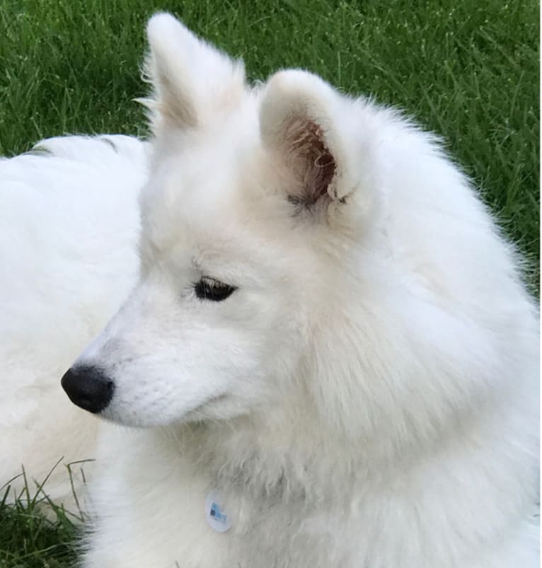 Letty, a Samoyed tested with EmbarkVet.com