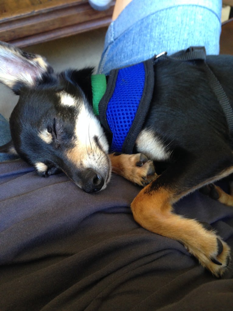 Jake, a Chihuahua and Dachshund mix tested with EmbarkVet.com