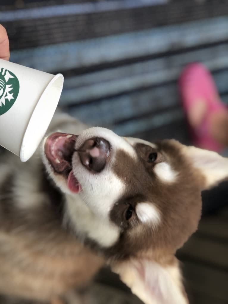 Suki, an Alaskan Malamute tested with EmbarkVet.com