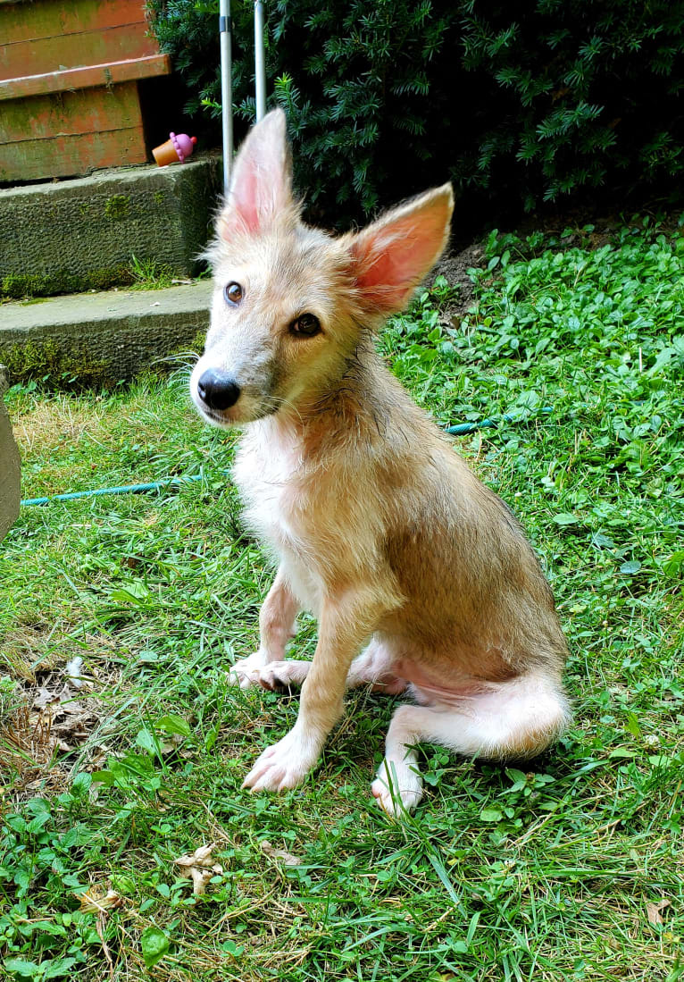 Nelson, an Arabian Village Dog tested with EmbarkVet.com