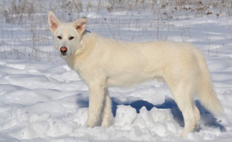 Triton, an Alaskan Malamute and German Shepherd Dog mix tested with EmbarkVet.com